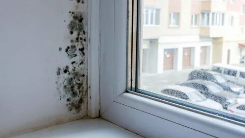 Schimmelpilzbefall